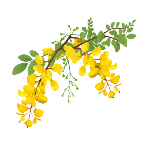 Cassia Fistula Branch Png