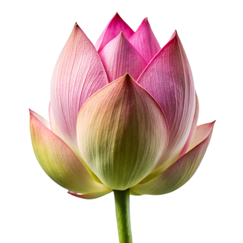 Lotus Bud Png Image