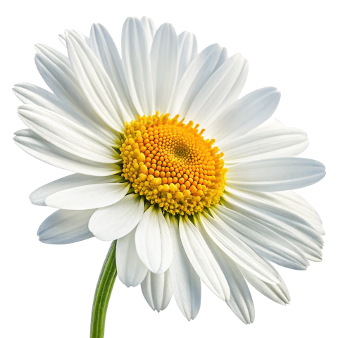Beautiful daisy flower  png