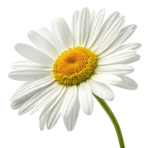 Daisy flower png