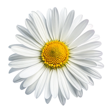 Daisy flower  png image