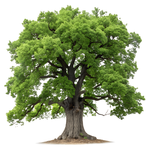Green old big tree png image