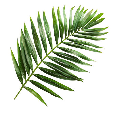 Green Palm Leaf on Transparent Background Png