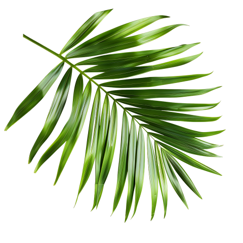 Green Palm Leaf on Transparent Background Png
