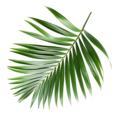 Palm Leaf Branch Png