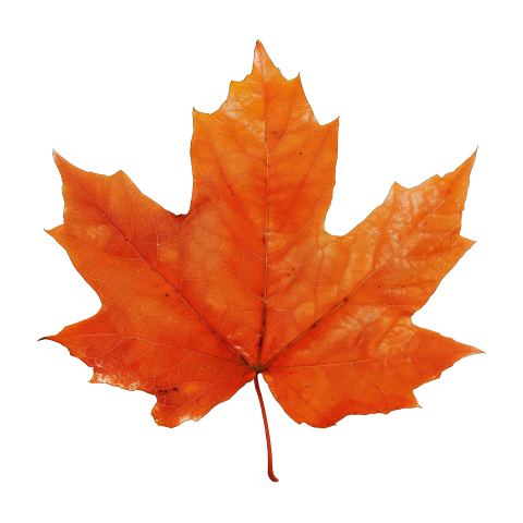 Brown Maple Leaf on Transparent Background Png