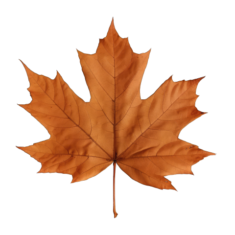 Brown Dry Maple Leaf Png