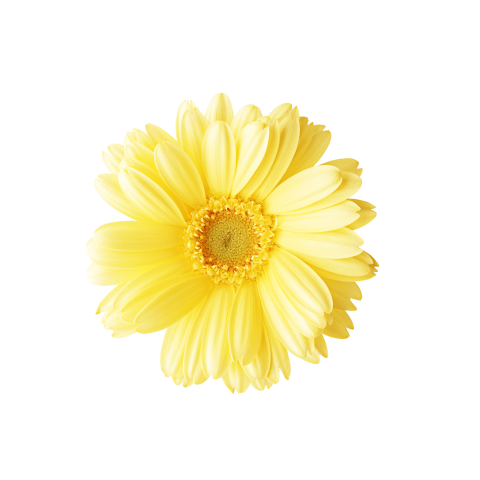 Yellow Flower Png Free Download