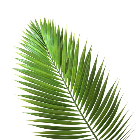 Green Palm Leaf png