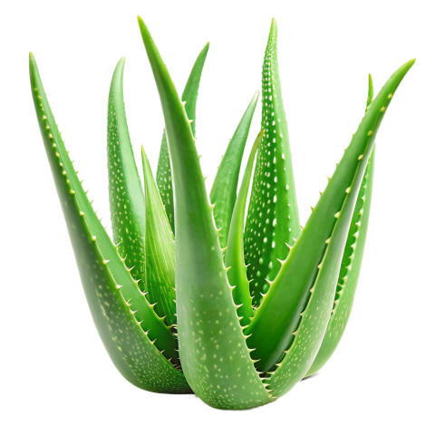 Green Aloe Vera Plant Leaves on Transparent Background