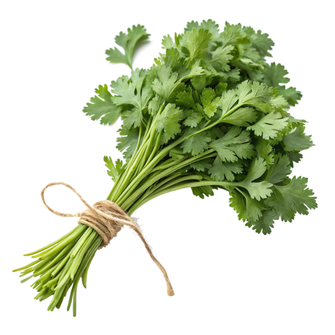 Fresh bunch of coriander leaves tied toget on transparent background