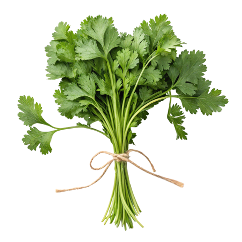 Fresh bunch of coriander leaves tied toget on transparent background