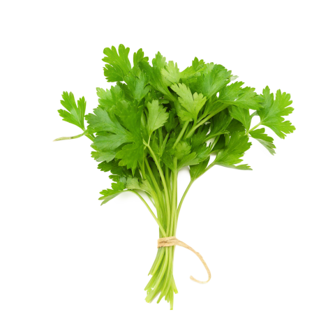 Fresh bunch of coriander leaves tied toget on transparent background