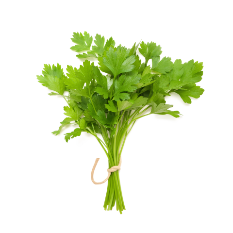Fresh bunch of coriander leaves on transparent background