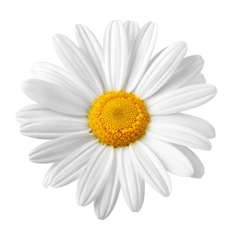 White daisy flower on transtarent background png