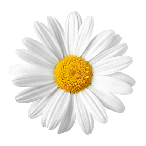 White daisy flower on transtarent background png