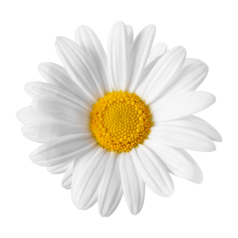 White daisy flower on transtarent background png