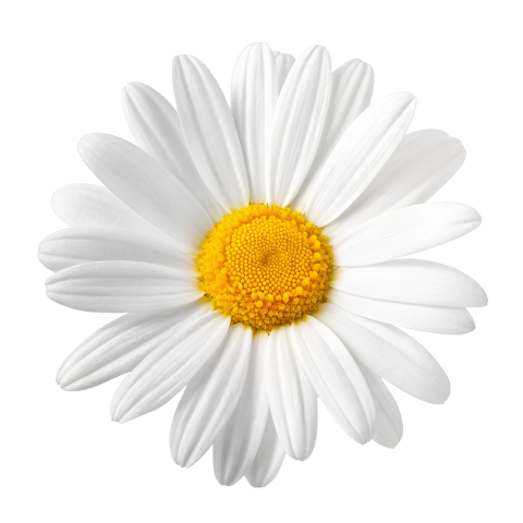 White daisy flower on transtarent background png