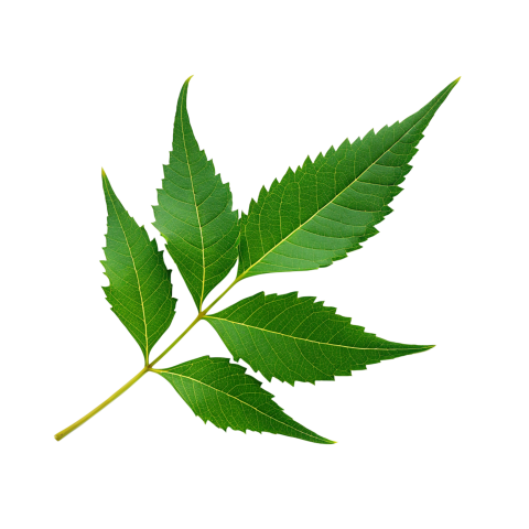 Fresh Neem Tree Leaf on Transparent Background