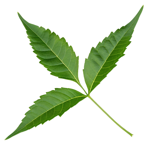 Fresh Neem Tree Leaf on Transparent Background