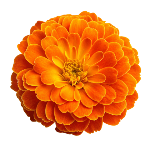 Orange Marigold Flower on Transparent Background