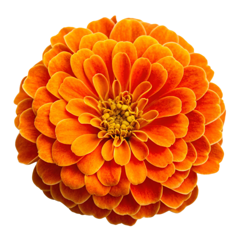 Orange Marigold Flower on Transparent Background