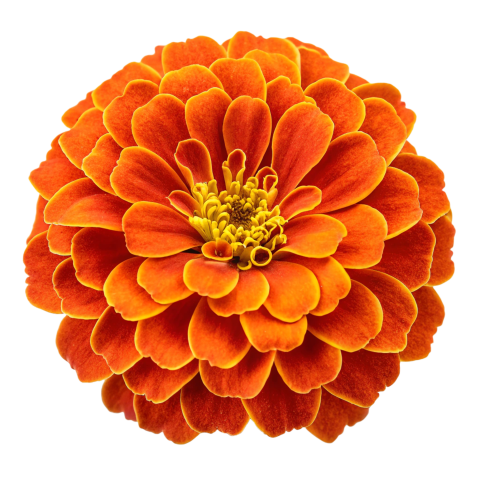 Orange Marigold Flower on Transparent Background