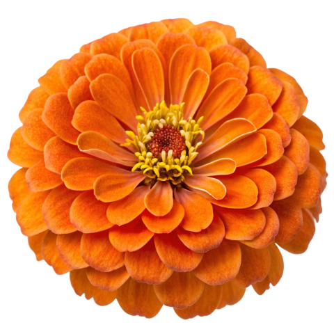 Marigold Flower on Transparent Background