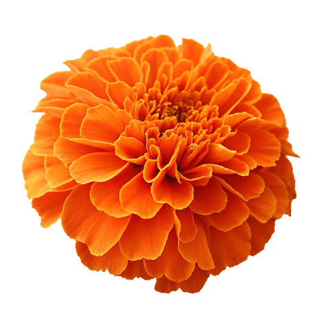Orange Marigold Flower on Transparent Background