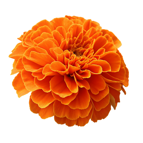 Orange Marigold Flower on Transparent Background
