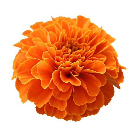 Orange Marigold Flower on Transparent Background