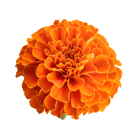 Orange Marigold Flower on Transparent Background