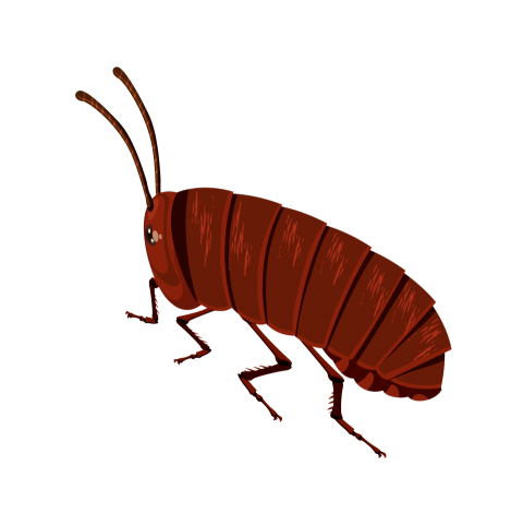 Flea Insect Vector PNG