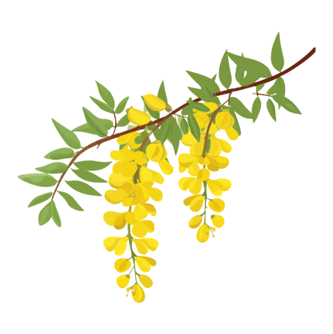Cassia Fistula Branch Png