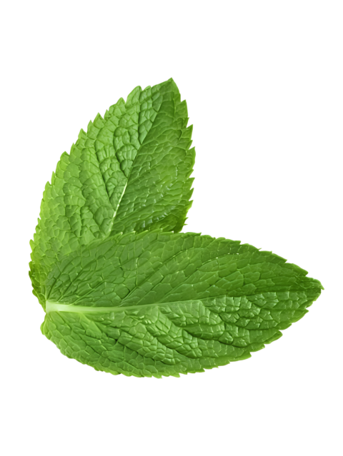 Fresh Green Mint Leaves on Transparent Background Png