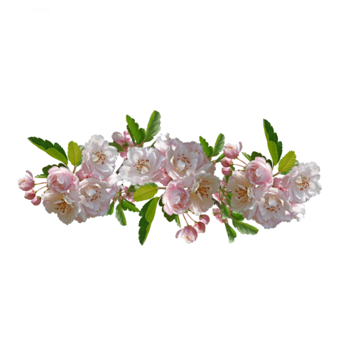 Floral Design Element png