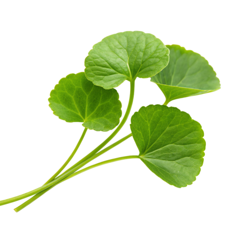 Fresh Gotu Kola Leaves on Transparent Background